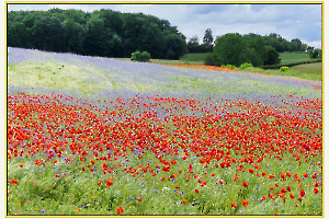 champ de coquelicots 1