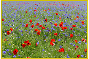 champ de coquelicots