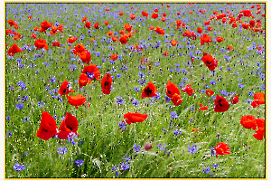 champ de coquelicots 3