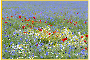 champ de coquelicots jpg4