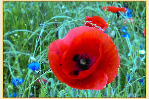 champ de coquelicots jpg5