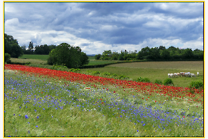 champ de coquelicots jpg6