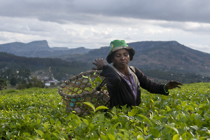 Gilbert - cueillette du thé