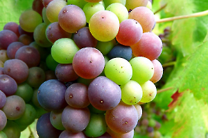 04 veraison