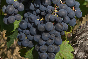 05 grappe à maturitée