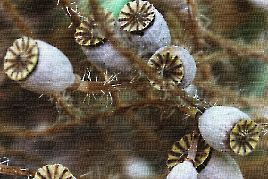 Médecine ou Dessert