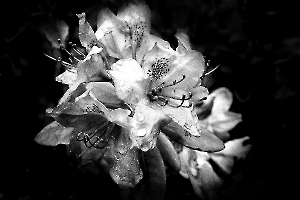 Daniel fleur de rhododendron