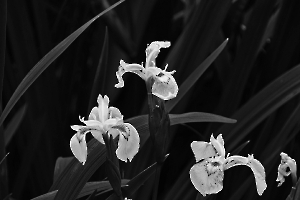 Daniel Iris d'eau