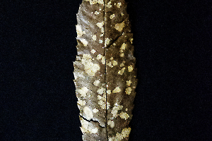 mur La feuille d'automne - Roger