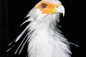 Philippe C Oiseau secrétaire