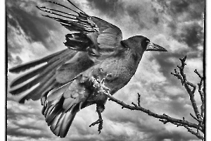 Thierry 03-Maître Corbeau
