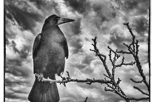 Thierry 04-Maître corbeau