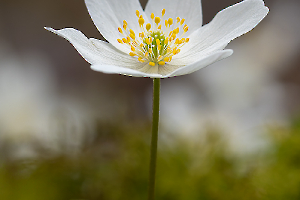 Anémone Sylvestre