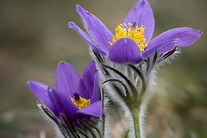Anemones Pulsatilles