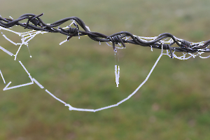 BARBELE AVEC LES CHEVEUX GIVRES. ISABELLE