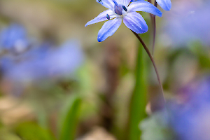 Cilles à deux feuilles