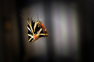 L'effet papillon 1920px