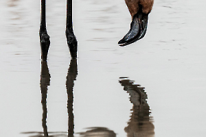 thumbnail_Miroir, mon beau miroir