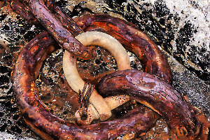 Yves Ferraille rouillée (2)