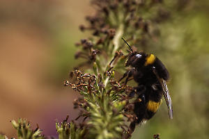L'ascension du Bourdon