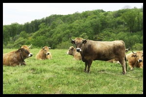Les vaches de mon voisin_2