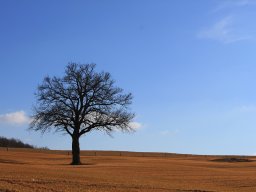 Galeries adhérents &raquo; Anne Marie Labonde