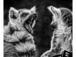 Galeries adhérents &raquo; Bernard Lamboeuf