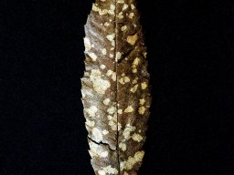 Galeries adhérents &raquo; Roger Bourdeau