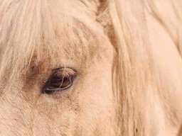 defi cadrer cest couper