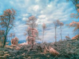 photos de la semaine