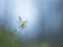 2019 national 1 nature papier