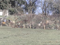 2021 regional auteur ip