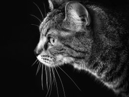 2022 coupe ip monochrome