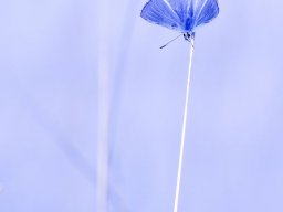 2022 regional nature papier