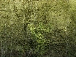 2024 Regional Auteur IP