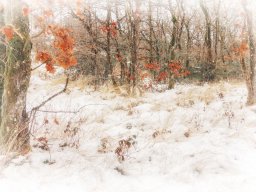 2024 Regional IP Couleur