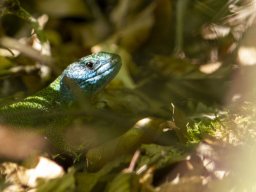 2024 Regional IP Nature