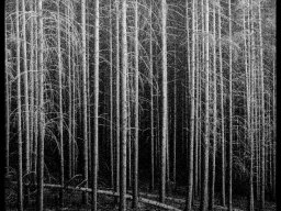 2025 N1 image projetee monochrome