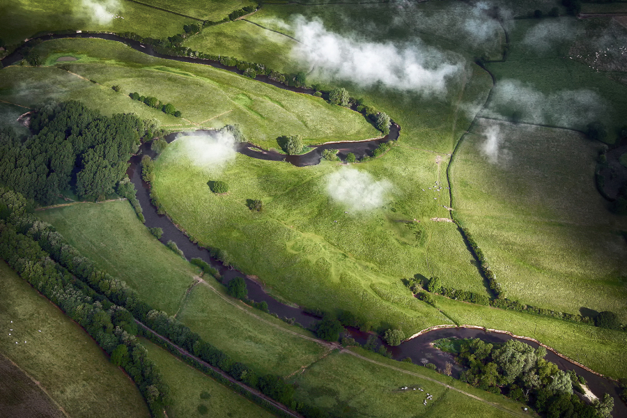 Spaghettis Basilic 2