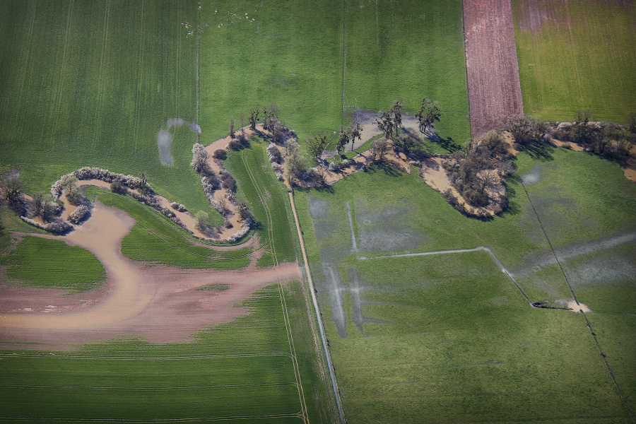 Spaghettis Basilic 3