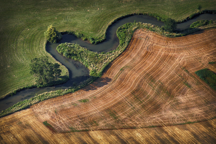 Spaghettis Basilic 5