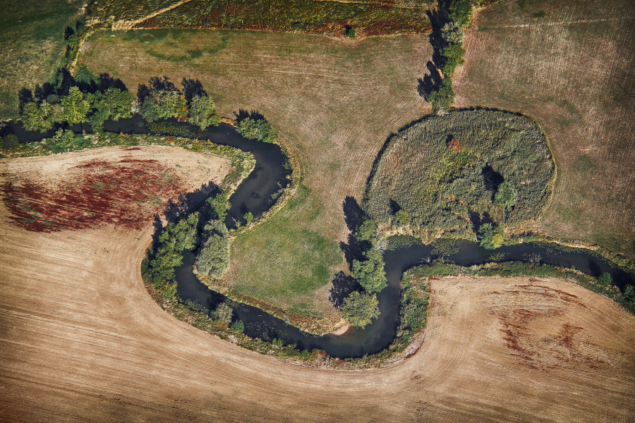 Spaghettis Basilic 6