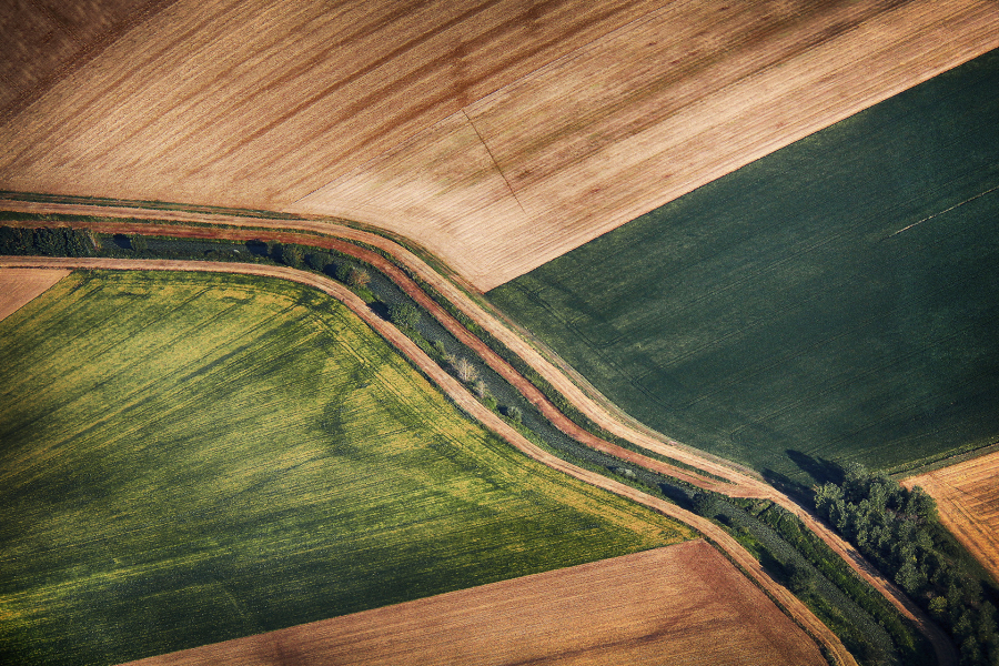 Spaghettis Basilic 8