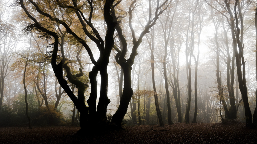 Brume sur Bibracte 01