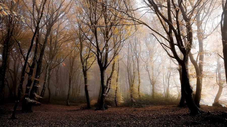 Brume sur Bibracte 02