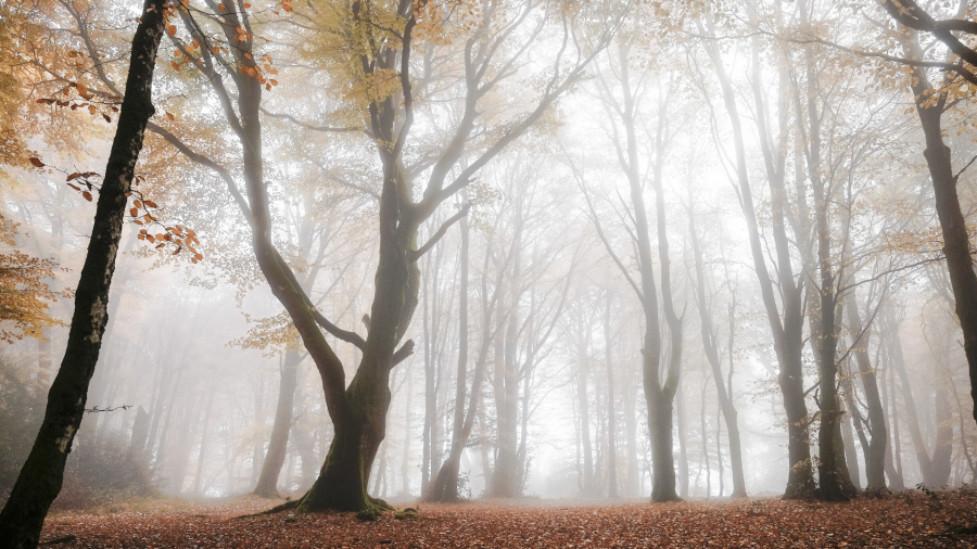 Brume sur Bibracte 06