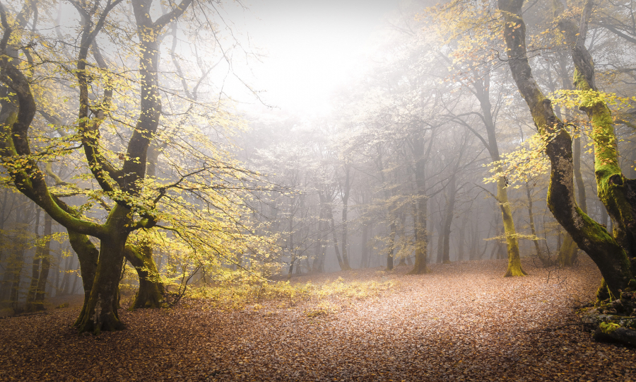 Brume sur Bibracte 08