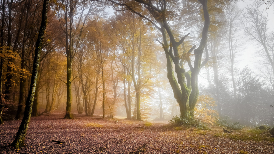 Brume sur Bibracte 09