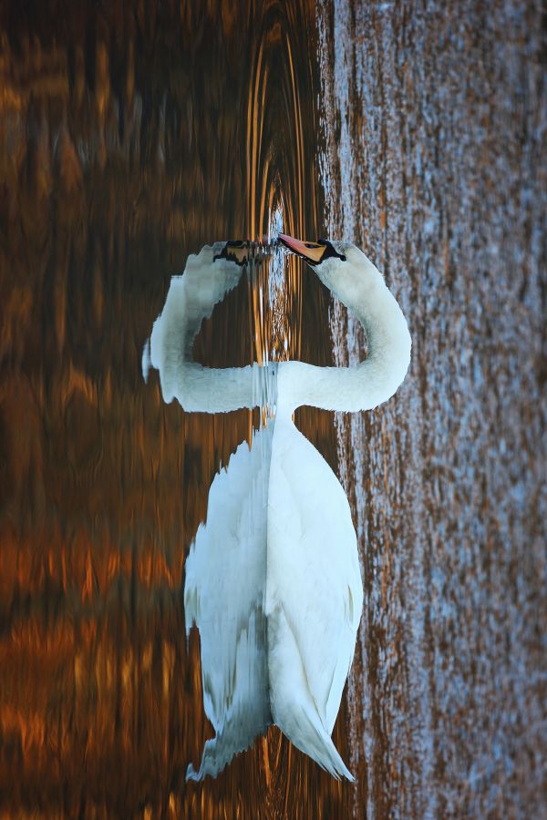 Cygne de Miroir