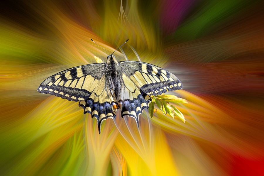 Machaon